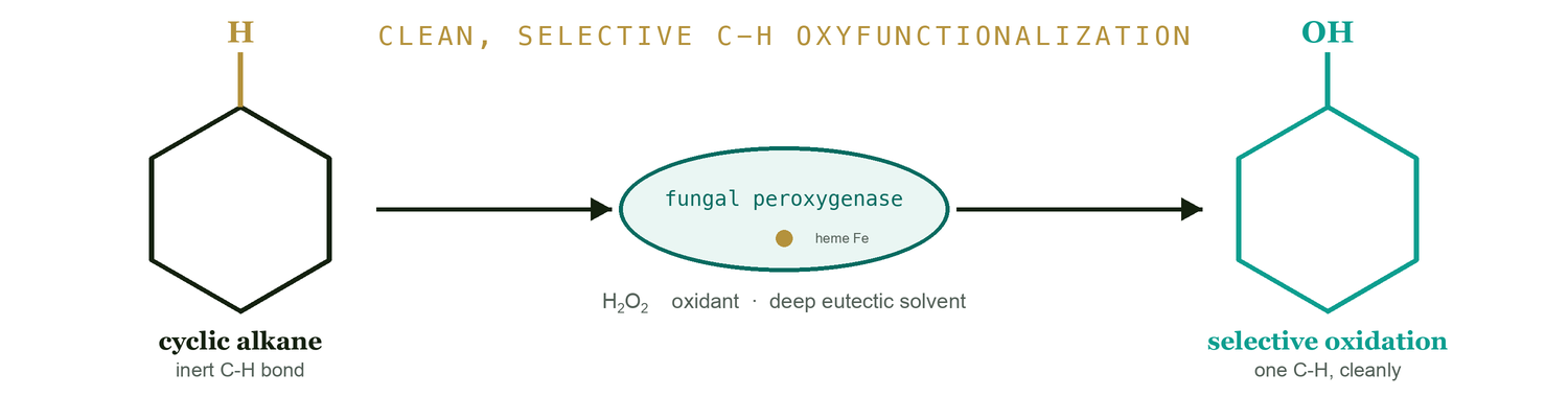 Fungal peroxygenase selectively oxidizes an inert C-H bond of a cyclic alkane using hydrogen peroxide in a deep eutectic solvent